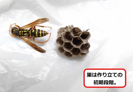 フタモンアシナガバチ