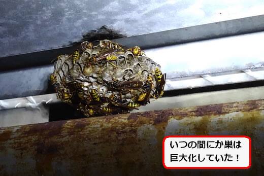 アシナガバチ巣立駐内部