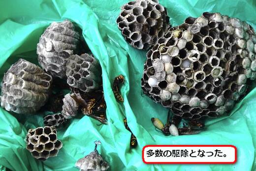 セグロアシナガバチの巣