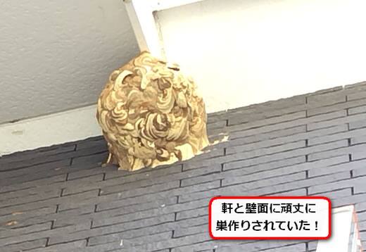 コガタスズメバチの巣駆除