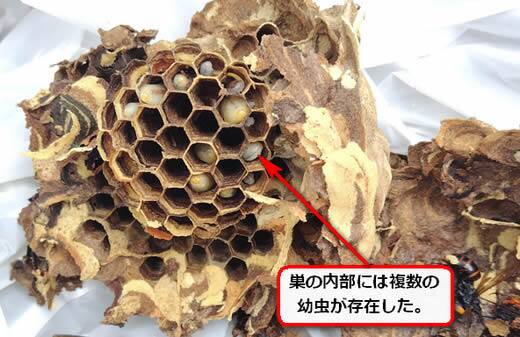 コガタスズメバチの巣幼虫
