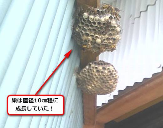 セグロアシナガバチの巣駆除