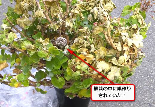 アシナガバチ駆除植栽