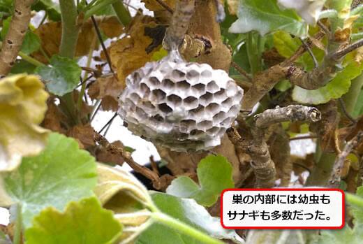 フタモンアシナガバチの巣駆除