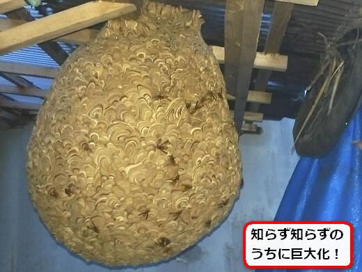 キイロスズメバチの巣駆除