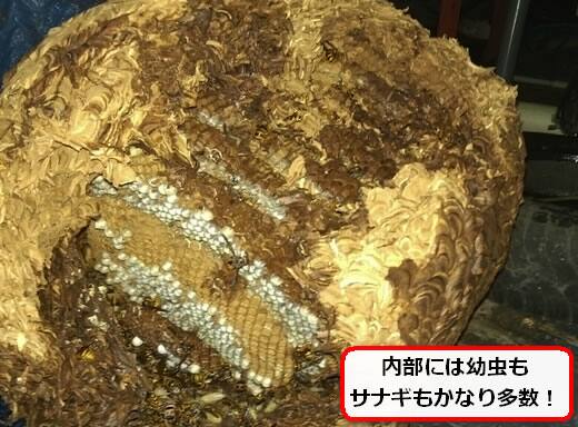 キイロスズメバチの巣内部