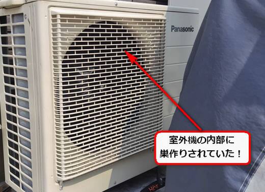 8月5日アシナガバチ