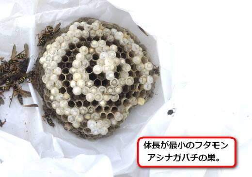 フタモンアシナガバチ巣