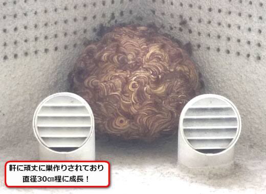 キイロスズメバチ駆除軒