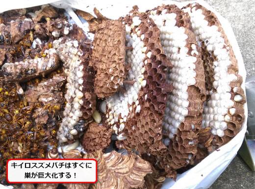 キイロスズメバチの巣幼虫多数