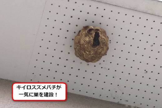 キイロスズメバチの巣駆除
