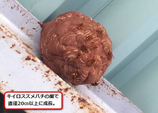 キイロスズメバチの巣駆除