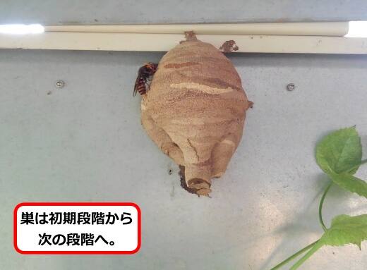 発電所設備蜂の巣