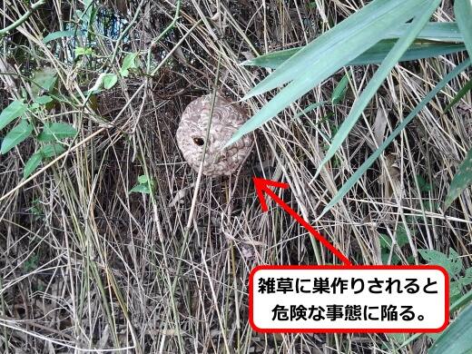 10月4日スズメバチ