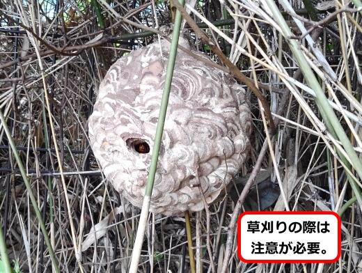 雑草スズメバチ巣
