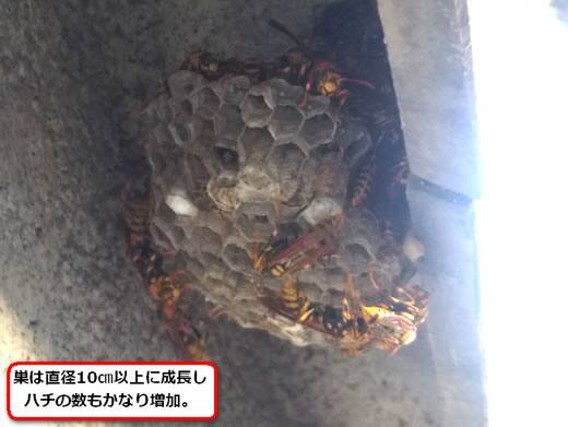 セグロアシナガバチの巣駆除
