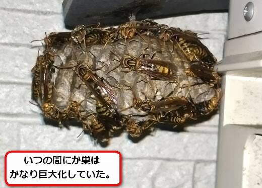アシナガバチ日除けカバー