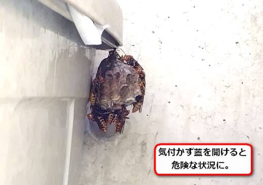 アシナガバチ巣ごみ箱