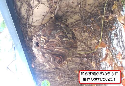 軒スズメバチ巣