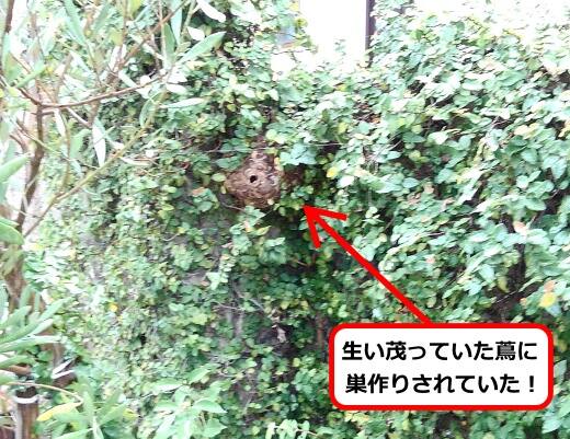 9月10日スズメバチ
