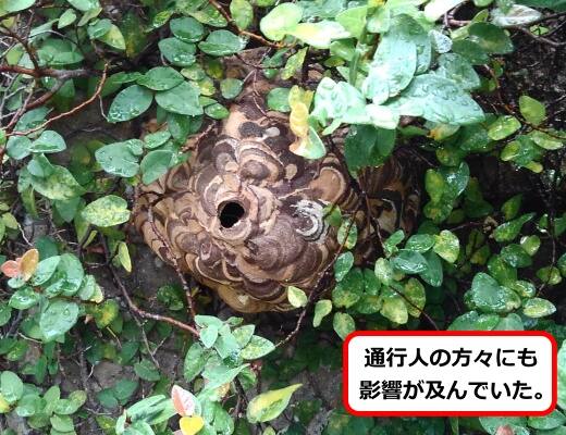 蔦蜂の巣