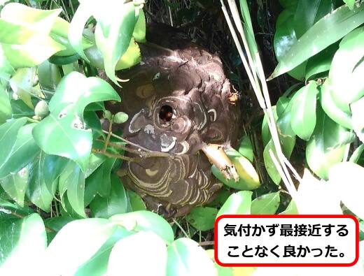 植木見えにくい巣