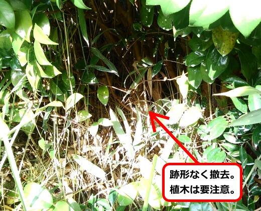 植木蜂の巣撤去