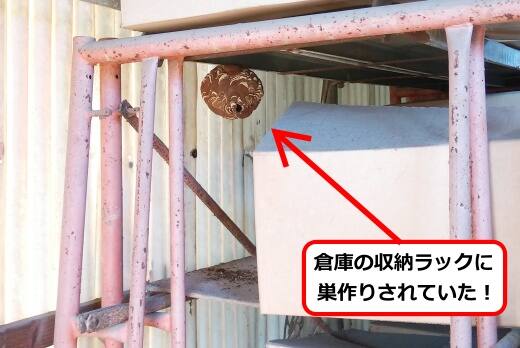 8月24日スズメバチ