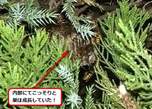 セグロアシナガバチの巣駆除