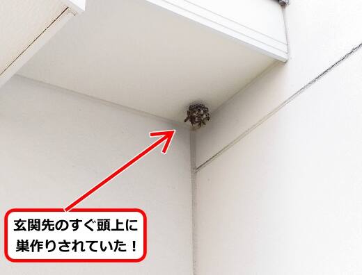 7月16日アシナガバチ