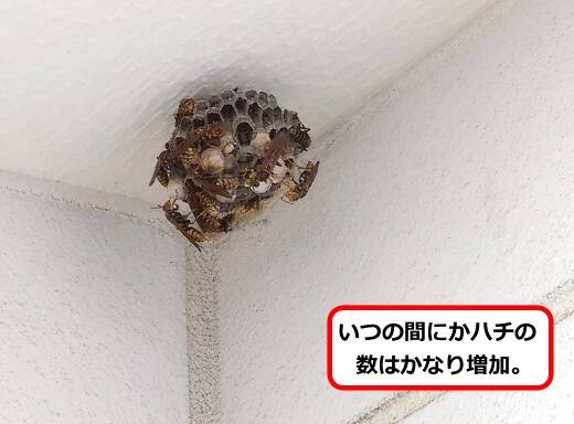 玄関脇蜂の巣