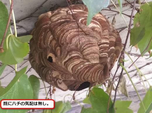 スズメバチ巣橋桁