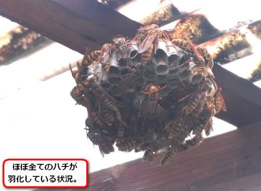 アシナガバチ巣トタン