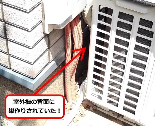 7月26日アシナガバチ