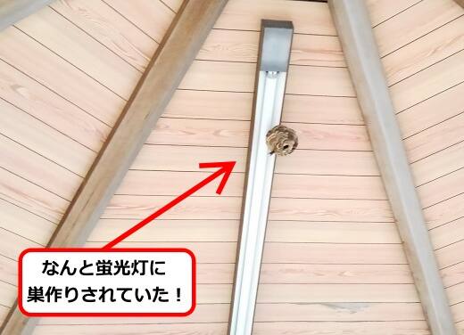 8月20日スズメバチ