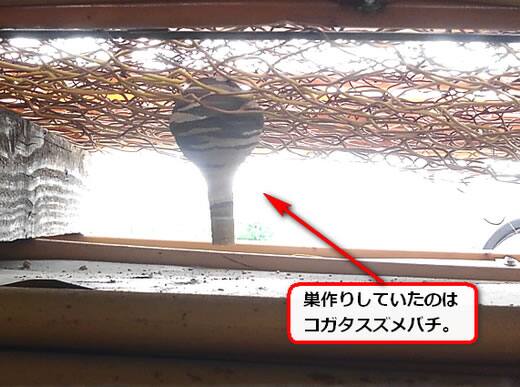 コガタスズメバチ巣フェンス