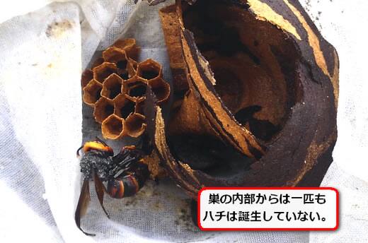 コガタスズメバチ巣初期