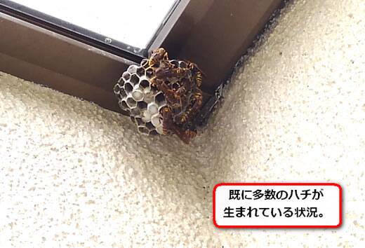 アシナガバチ巣バルコニー