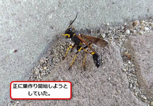 ドロバチ