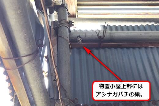 アシナガバチ駆除物置小屋
