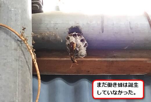 セグロアシナガバチの巣駆除