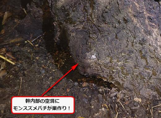 モンスズメバチ駆除幹内部
