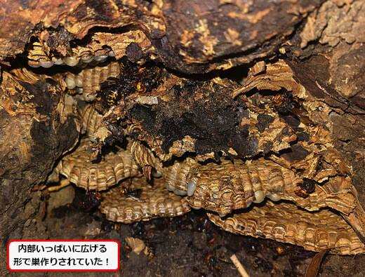 モンスズメバチ巣駆除大木洞