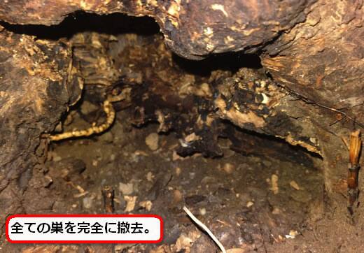 スズメバチ巣完全撤去