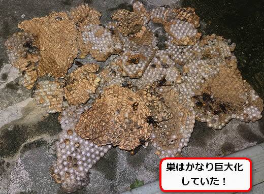 モンスズメバチの巣内部