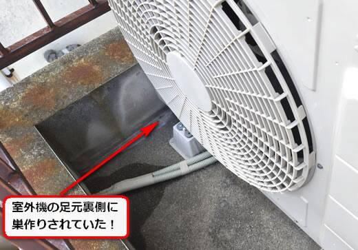 5月26日アシナガバチ