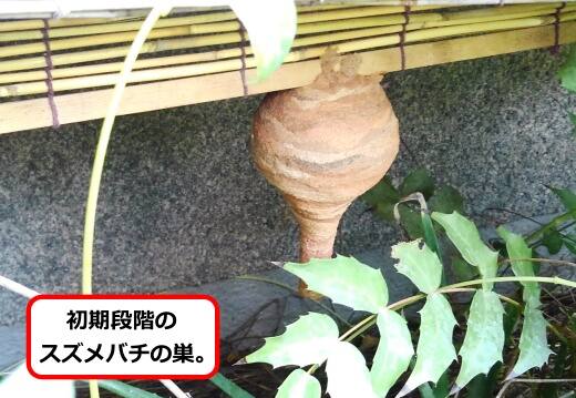 すだれスズメバチ巣
