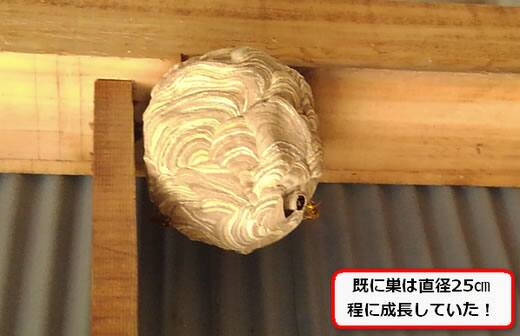 スズメバチ巣ガレージ内