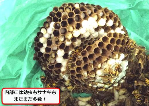 キイロスズメバチの巣