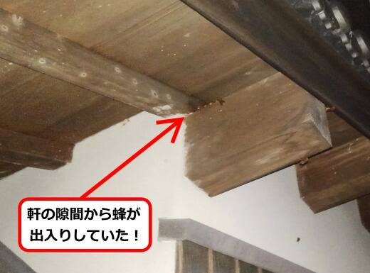 8月14日スズメバチ